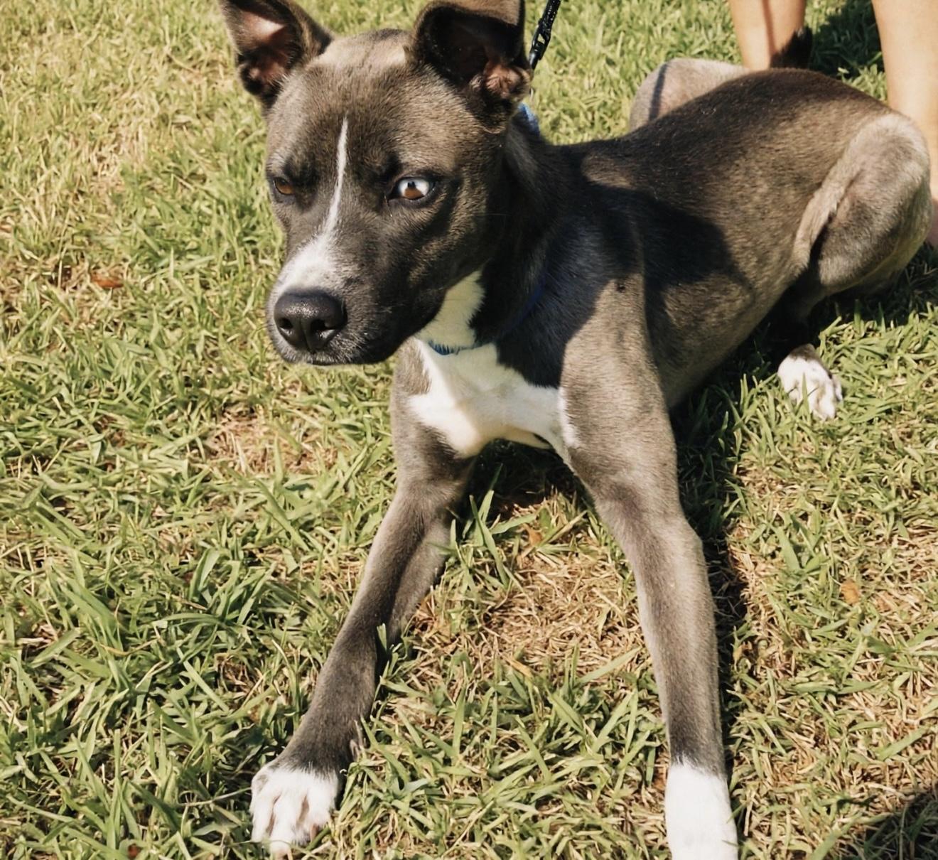 Enlarge BLUE, a Adoptable mixed breed in Cheektowaga, NY image 4/6