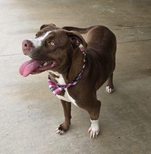 Willow, a ADOPTABLE mixed breed in Bucyrus, OH image 3/5