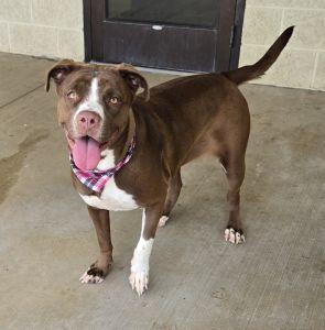 Willow, a ADOPTABLE mixed breed in Bucyrus, OH image 2/5