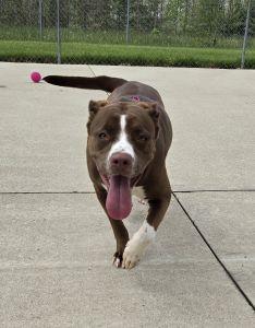 Willow, a ADOPTABLE mixed breed in Bucyrus, OH image 4/5