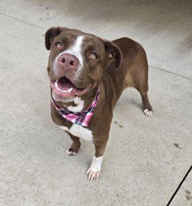 Willow, ADOPTABLE, Adult Female Pit Bull Terrier & Labrador Retriever.