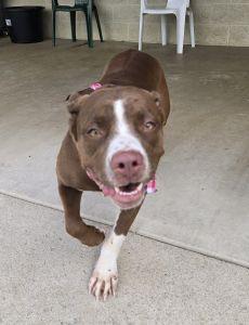 Willow, a ADOPTABLE mixed breed in Bucyrus, OH image 5/5