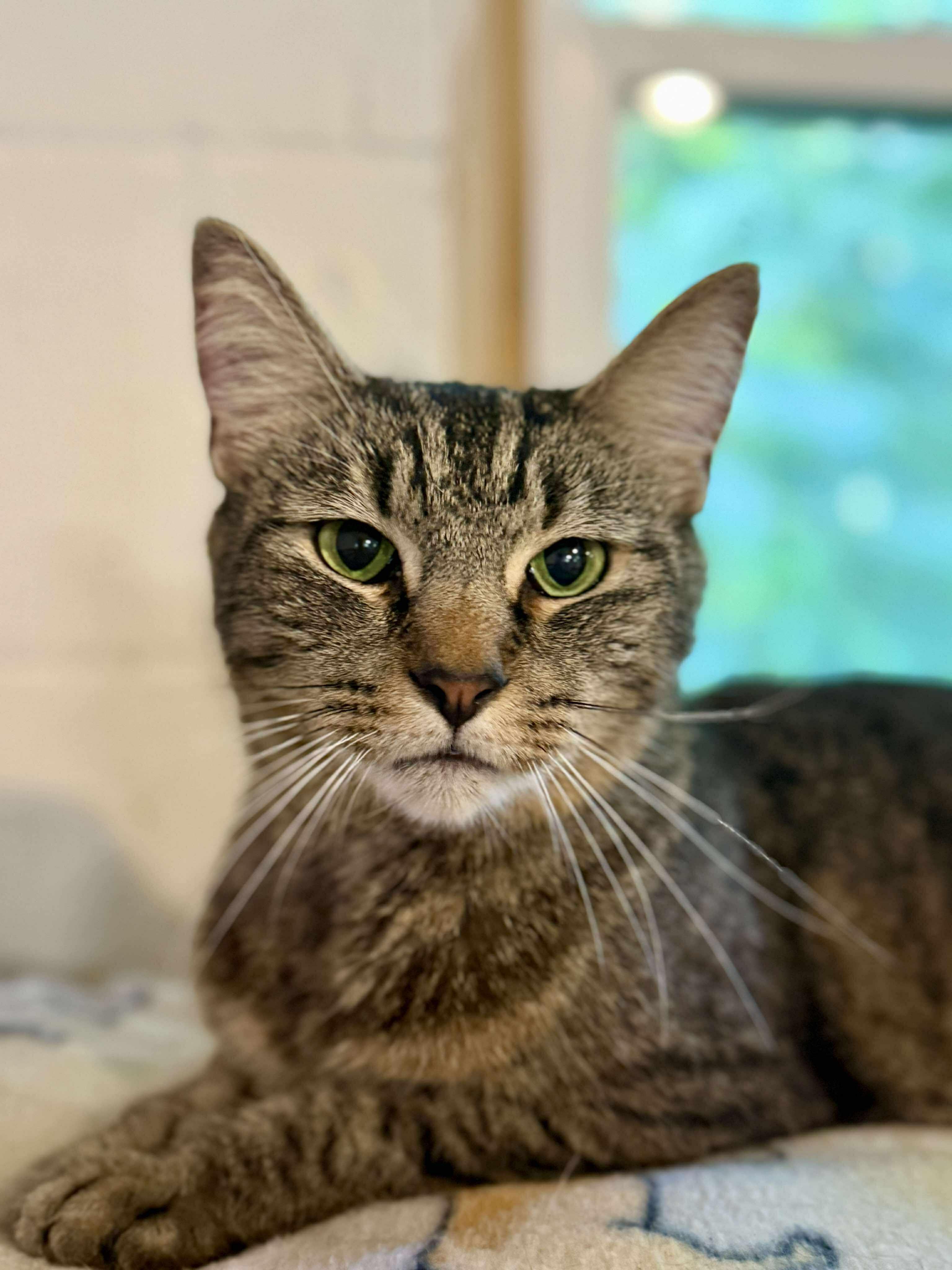 Piper, a Adoptable Tabby in Talbott, TN image 5/5