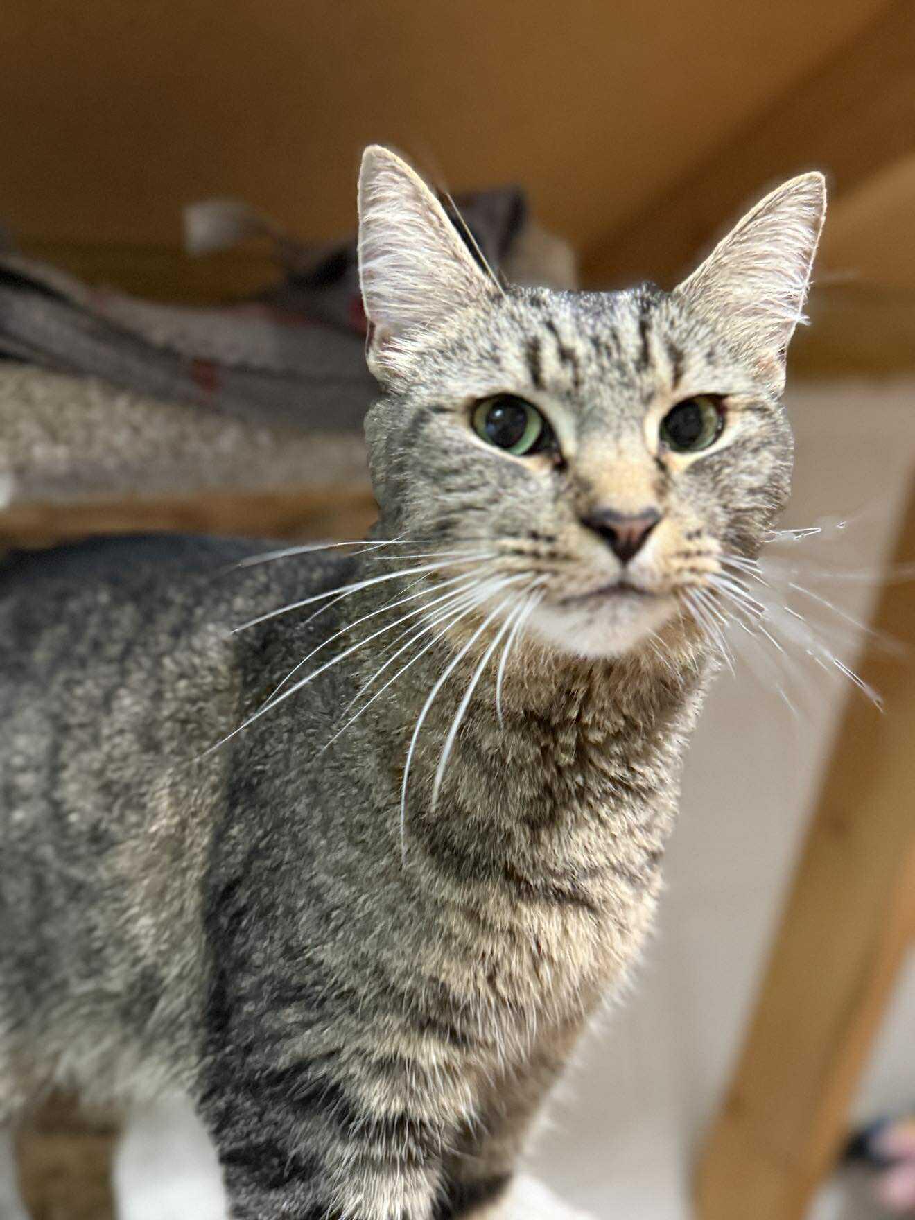 Piper, a Adoptable Tabby in Talbott, TN image 1/5