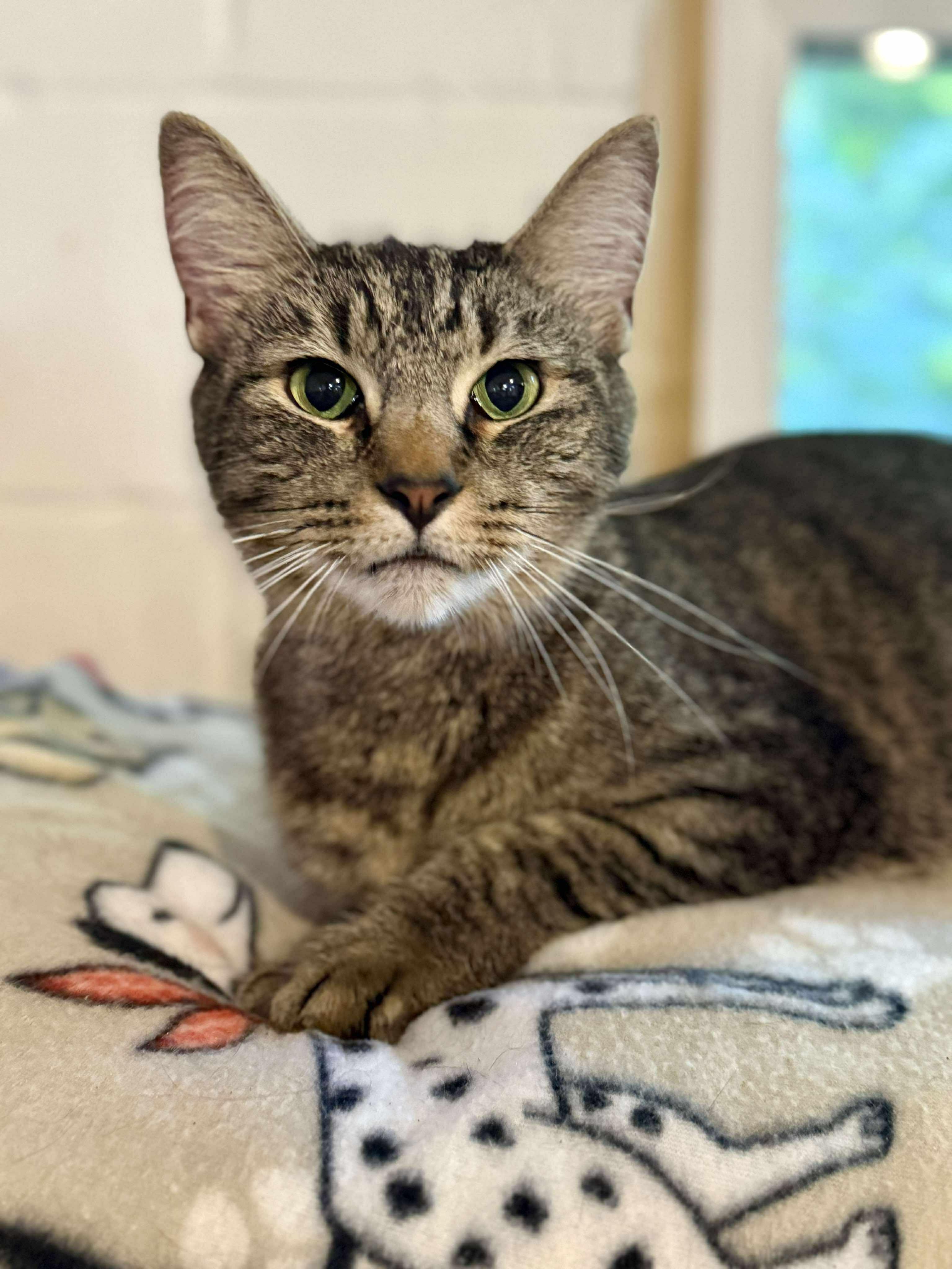 Piper, a Adoptable Tabby in Talbott, TN image 2/5