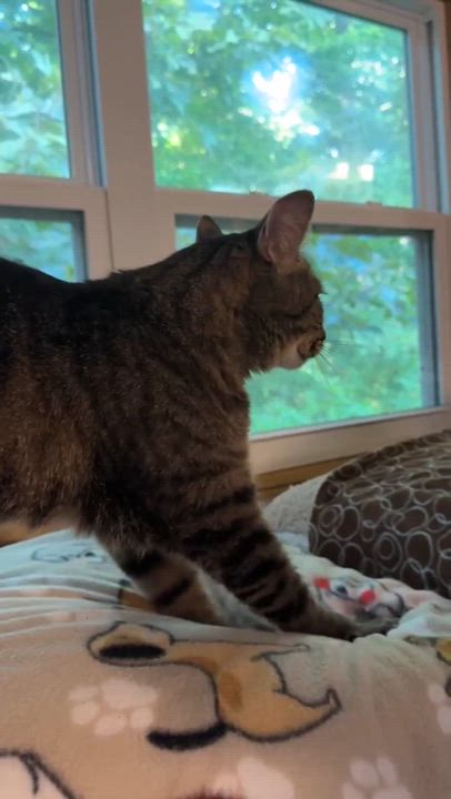 Enlarge Piper, a Adoptable Tabby in Talbott, TN video 3/5