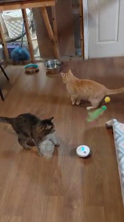 Enlarge Piper, a Adoptable Tabby in Talbott, TN video 6/6