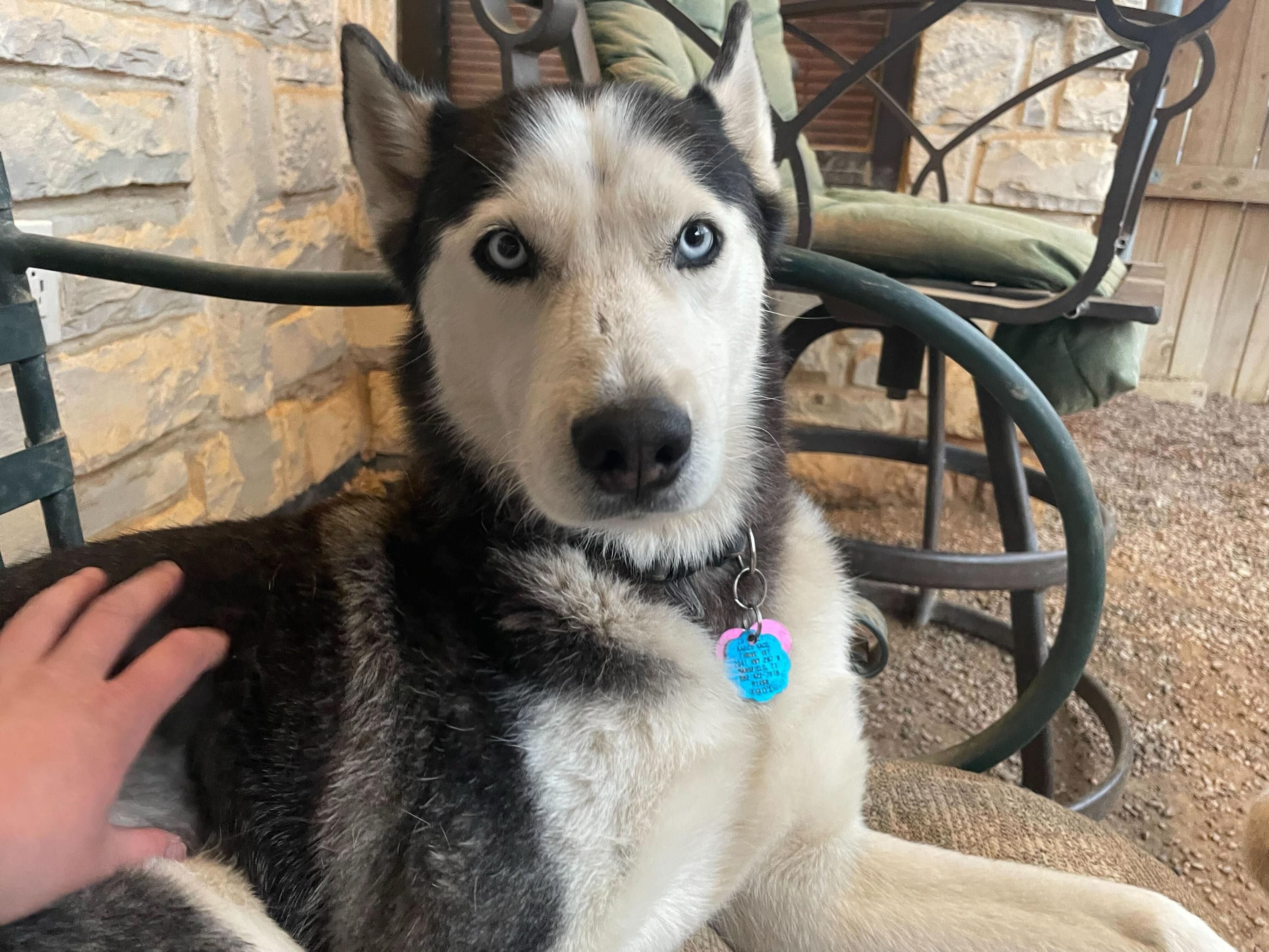 Nikey, Adoptable, Adult Female Siberian Husky.
