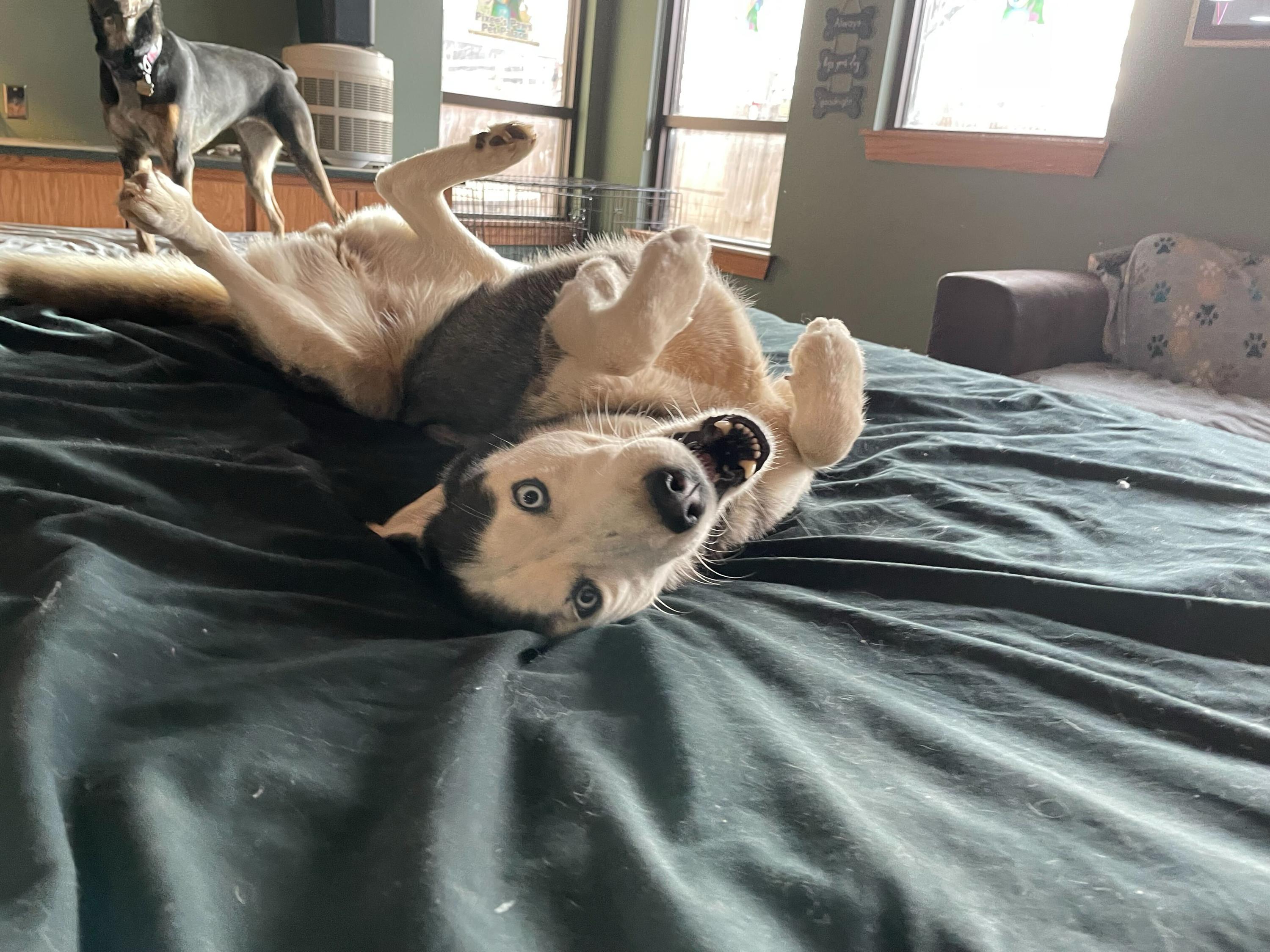 Enlarge Nikey, a Adoptable Siberian Husky in Pantego, TX image 2/4