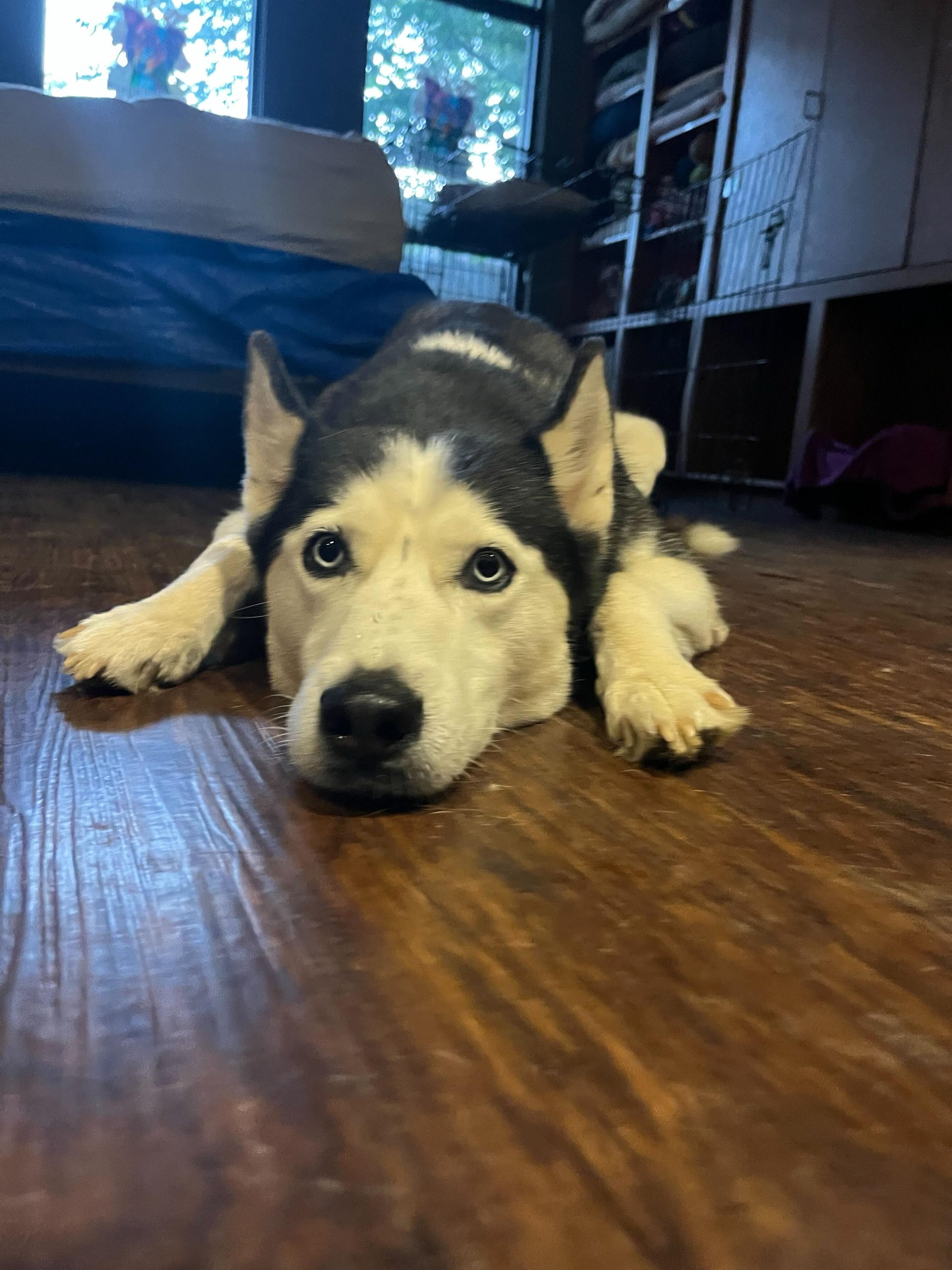 Enlarge Nikey, a Adoptable Siberian Husky in Pantego, TX image 3/4