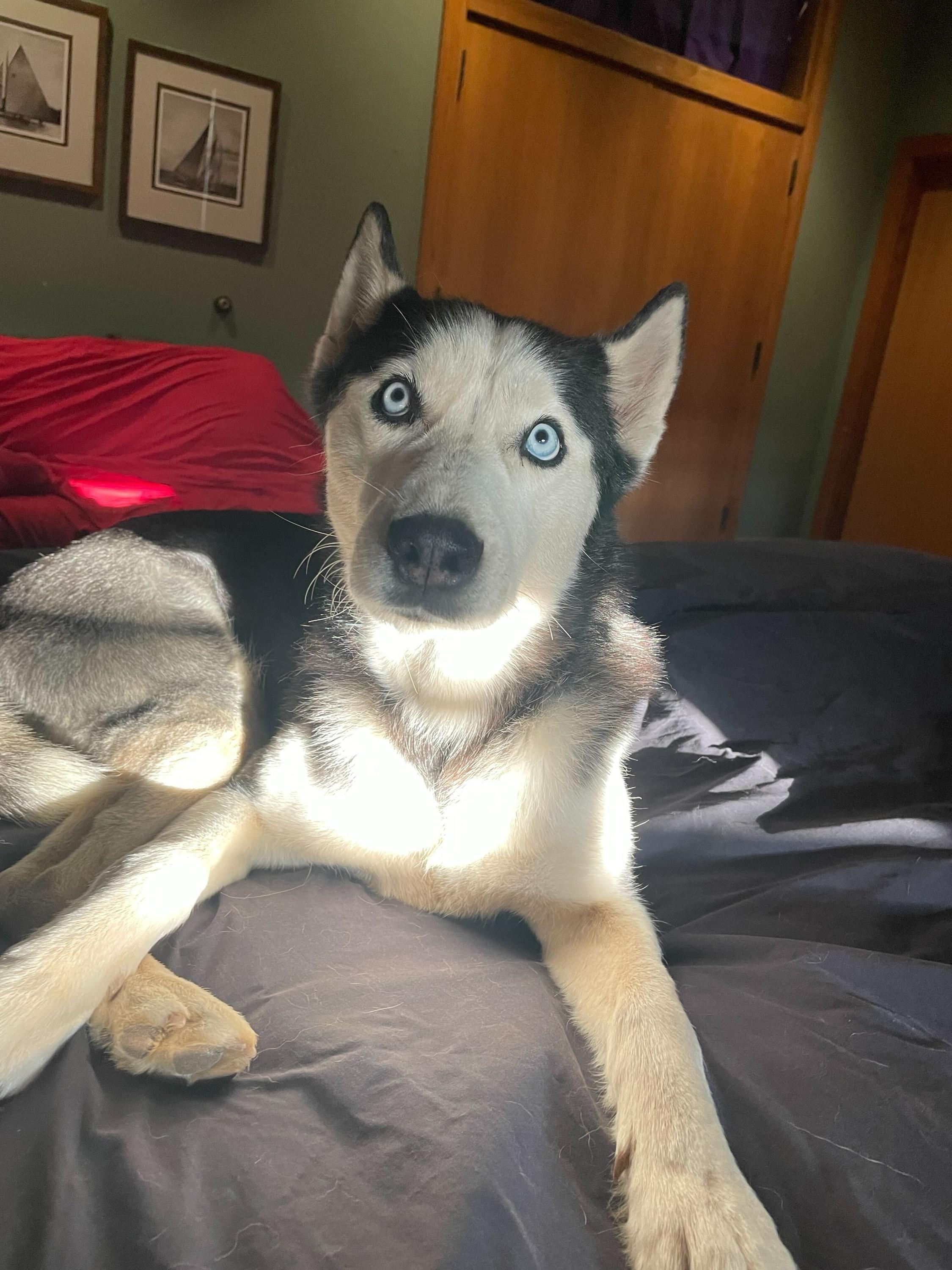 Enlarge Nikey, a Adoptable Siberian Husky in Pantego, TX image 4/4