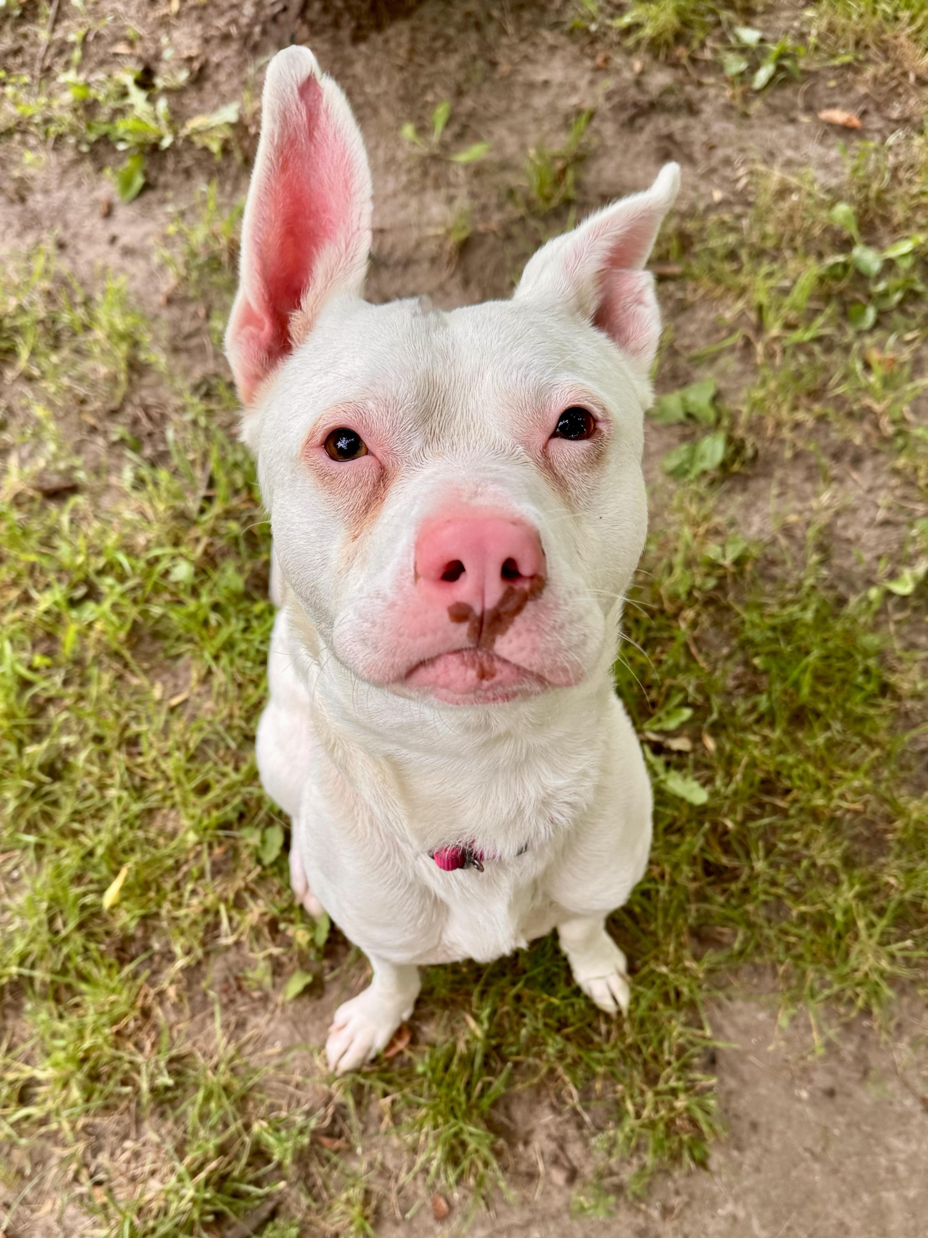 Apollo, ADOPTABLE, Adult Male Mixed Breed.