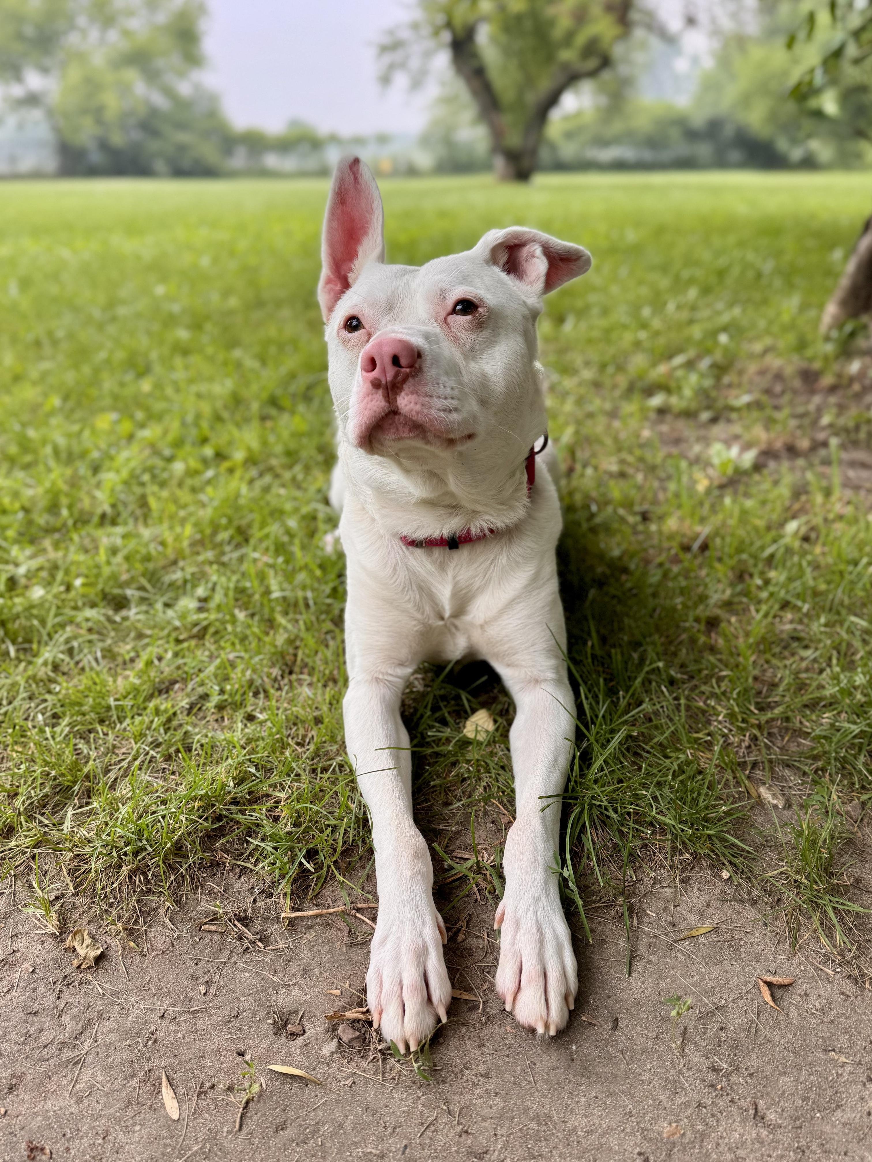Enlarge Apollo, a ADOPTABLE mixed breed in Midland, MI image 2/4