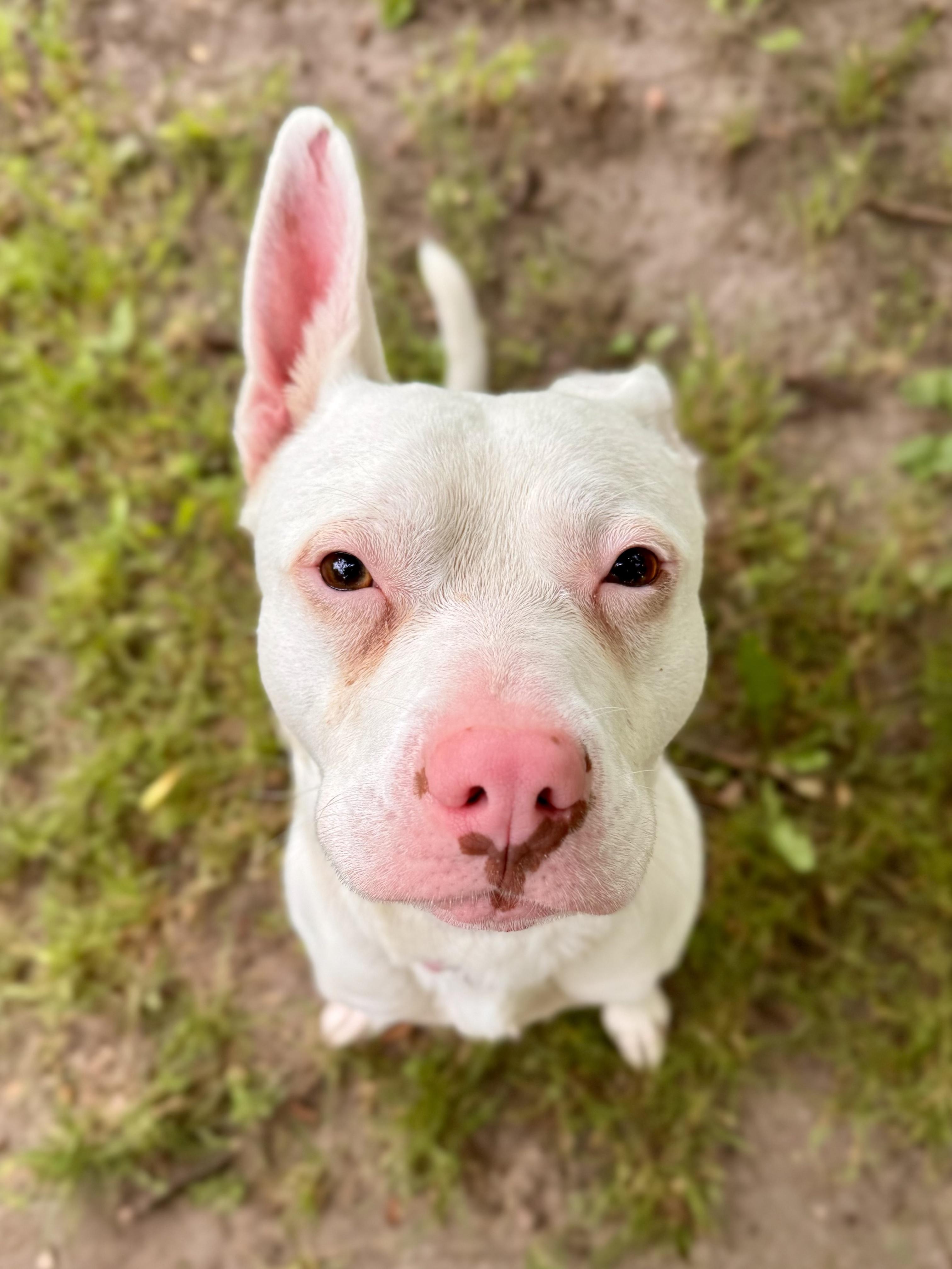 Enlarge Apollo, a ADOPTABLE mixed breed in Midland, MI image 4/4