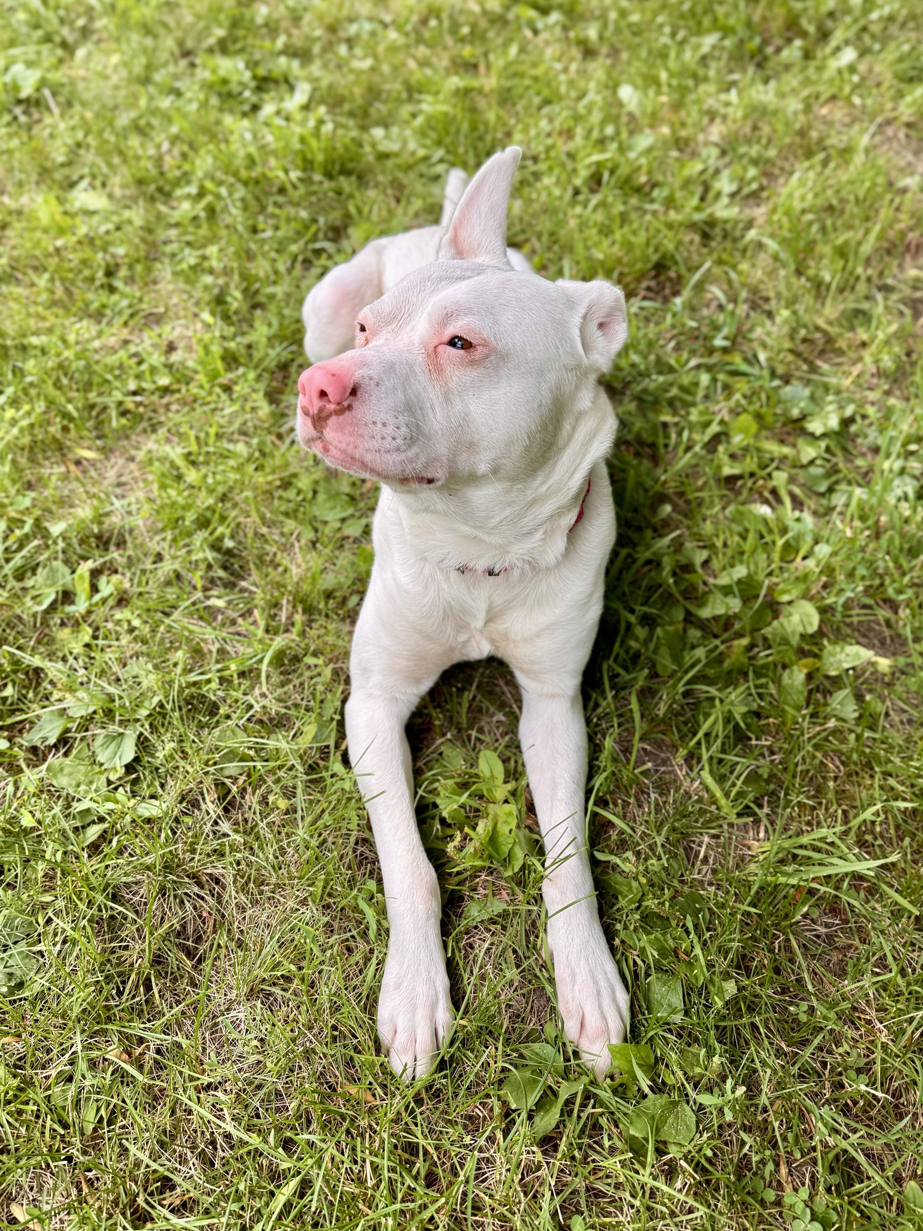 Enlarge Apollo, a ADOPTABLE mixed breed in Midland, MI image 3/4
