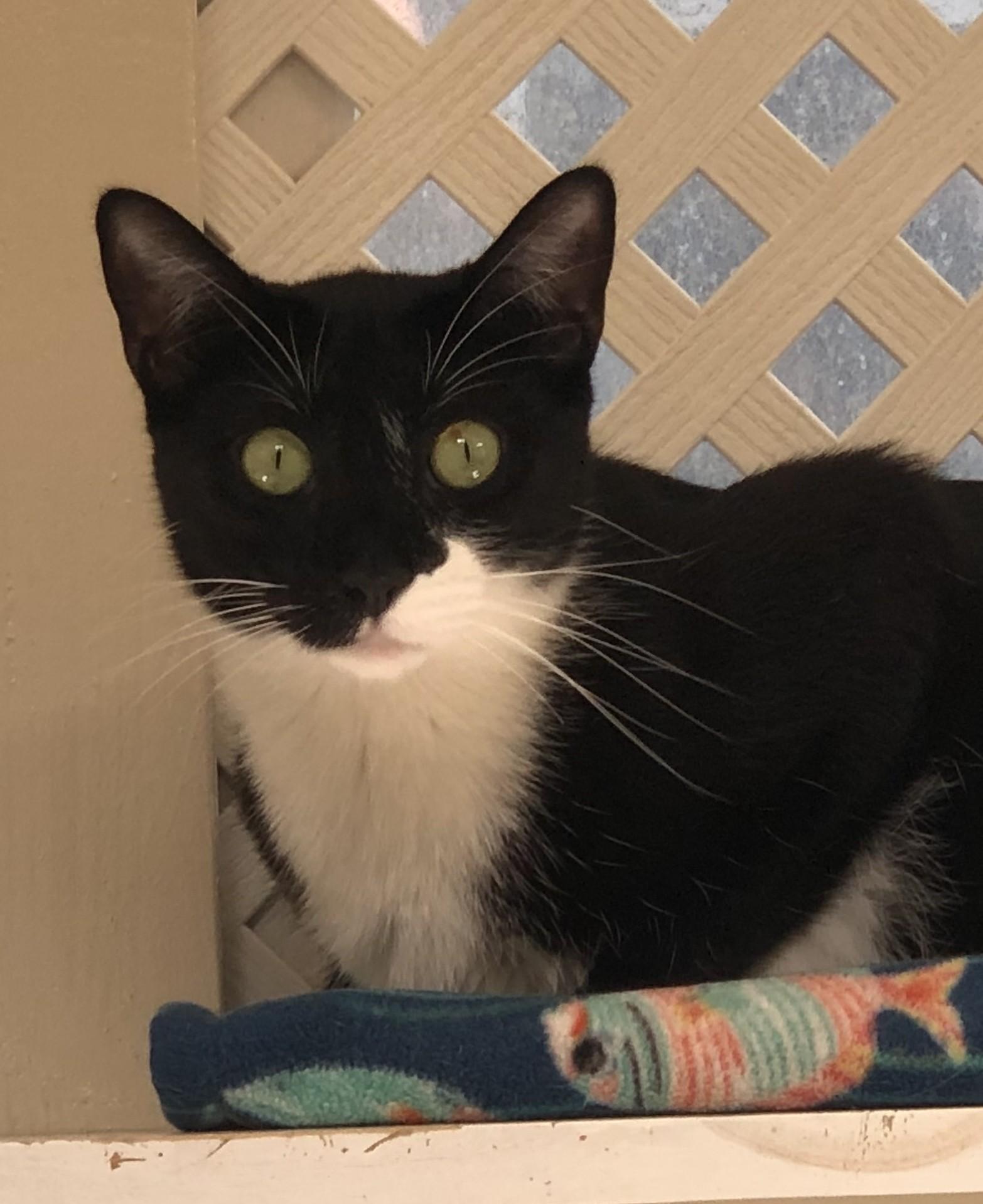 Loki, ADOPTABLE, Young Male Tuxedo.