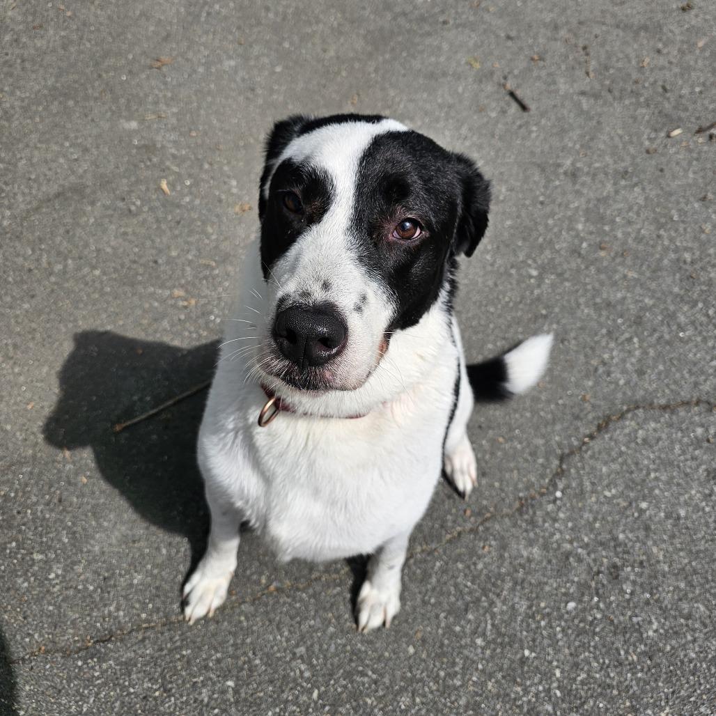 Enlarge Barney VI 23-014, a Adoptable mixed breed in Little Rock, AR image 1/6
