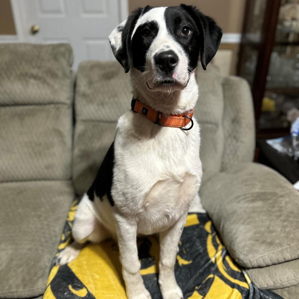 Enlarge Barney VI 23-014, a Adoptable mixed breed in Little Rock, AR image 1/5