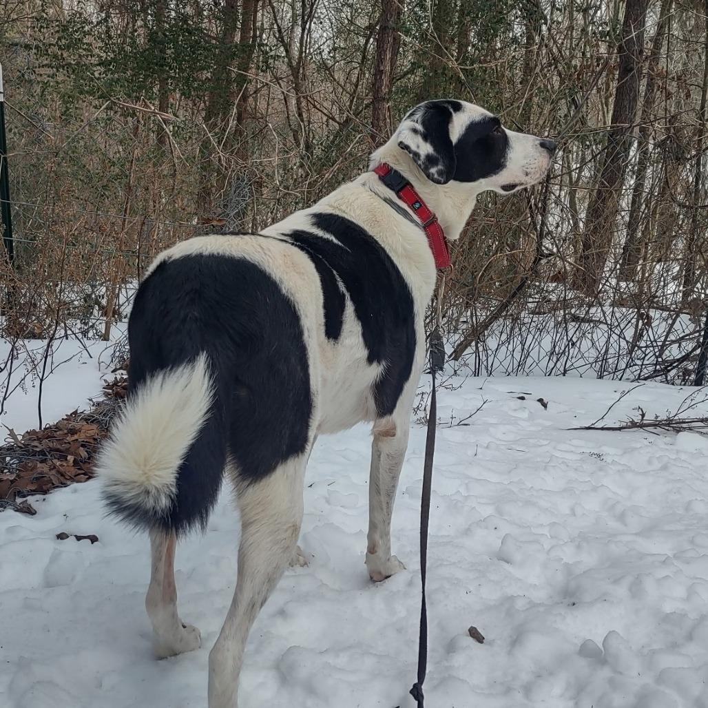 Enlarge Barney VI 23-014, a Adoptable mixed breed in Little Rock, AR image 2/5