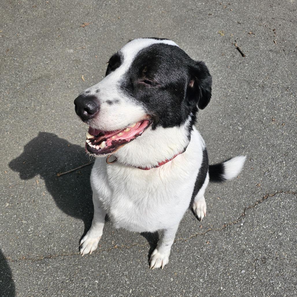 Enlarge Barney VI 23-014, a Adoptable mixed breed in Little Rock, AR image 4/6