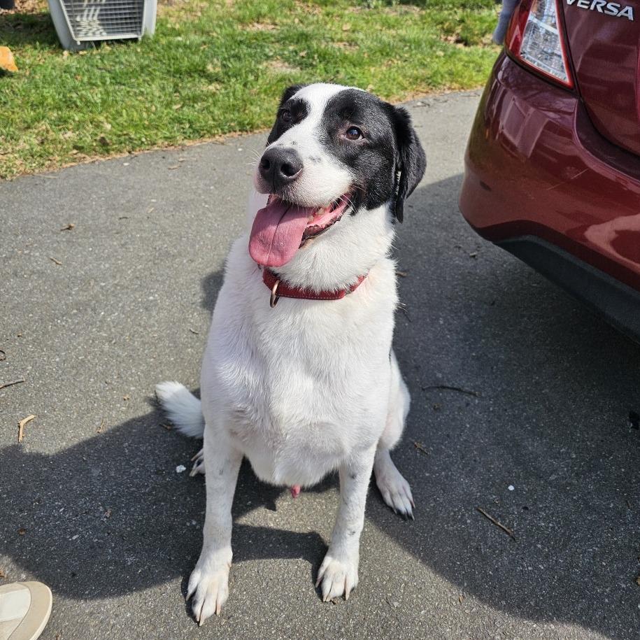 Enlarge Barney VI 23-014, a Adoptable mixed breed in Little Rock, AR image 5/6
