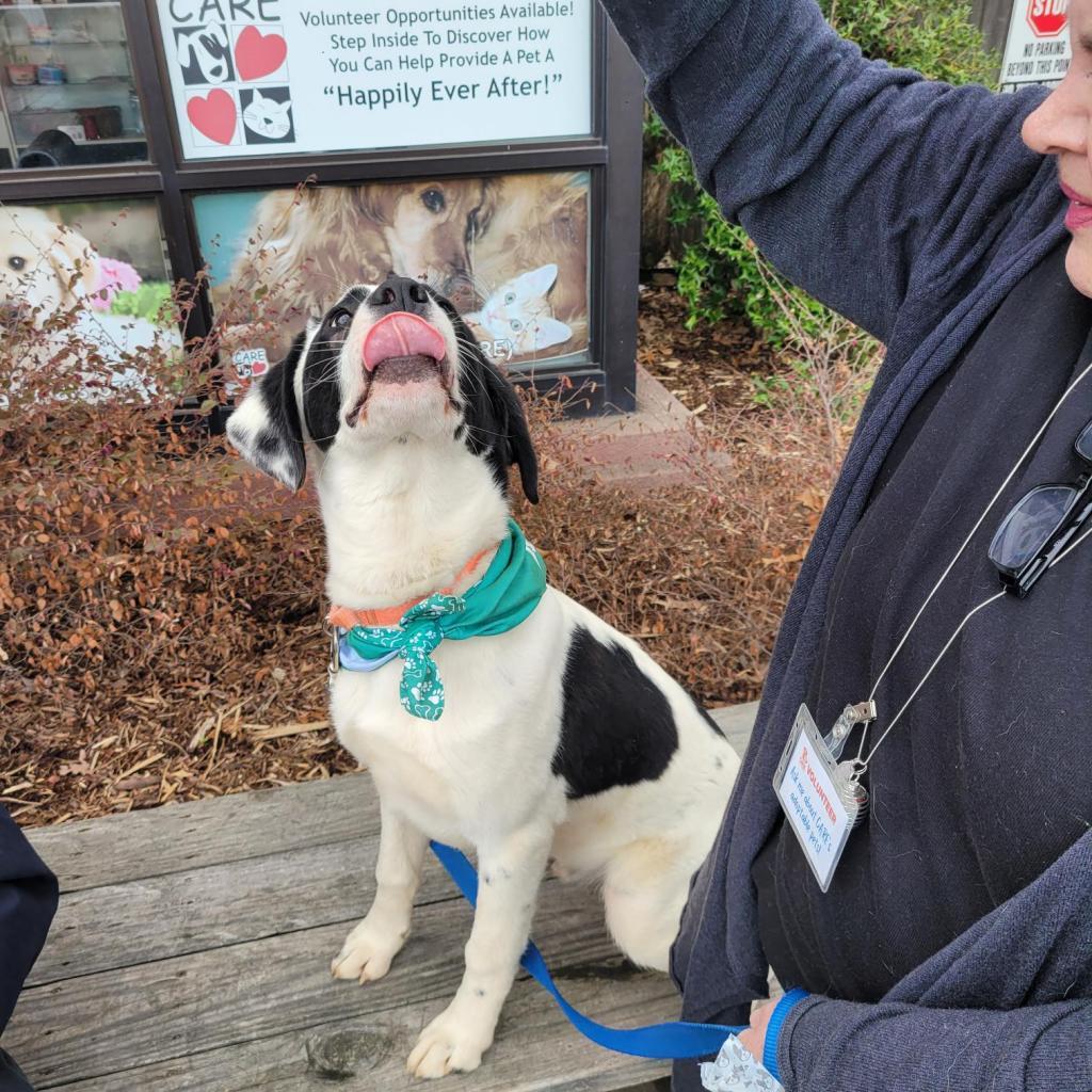 Enlarge Barney VI 23-014, a Adoptable mixed breed in Little Rock, AR image 3/5
