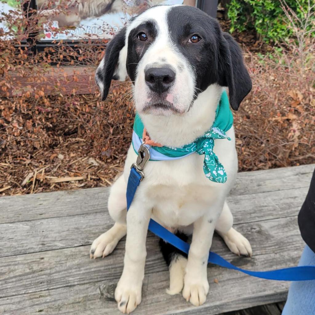 Enlarge Barney VI 23-014, a Adoptable mixed breed in Little Rock, AR image 4/5