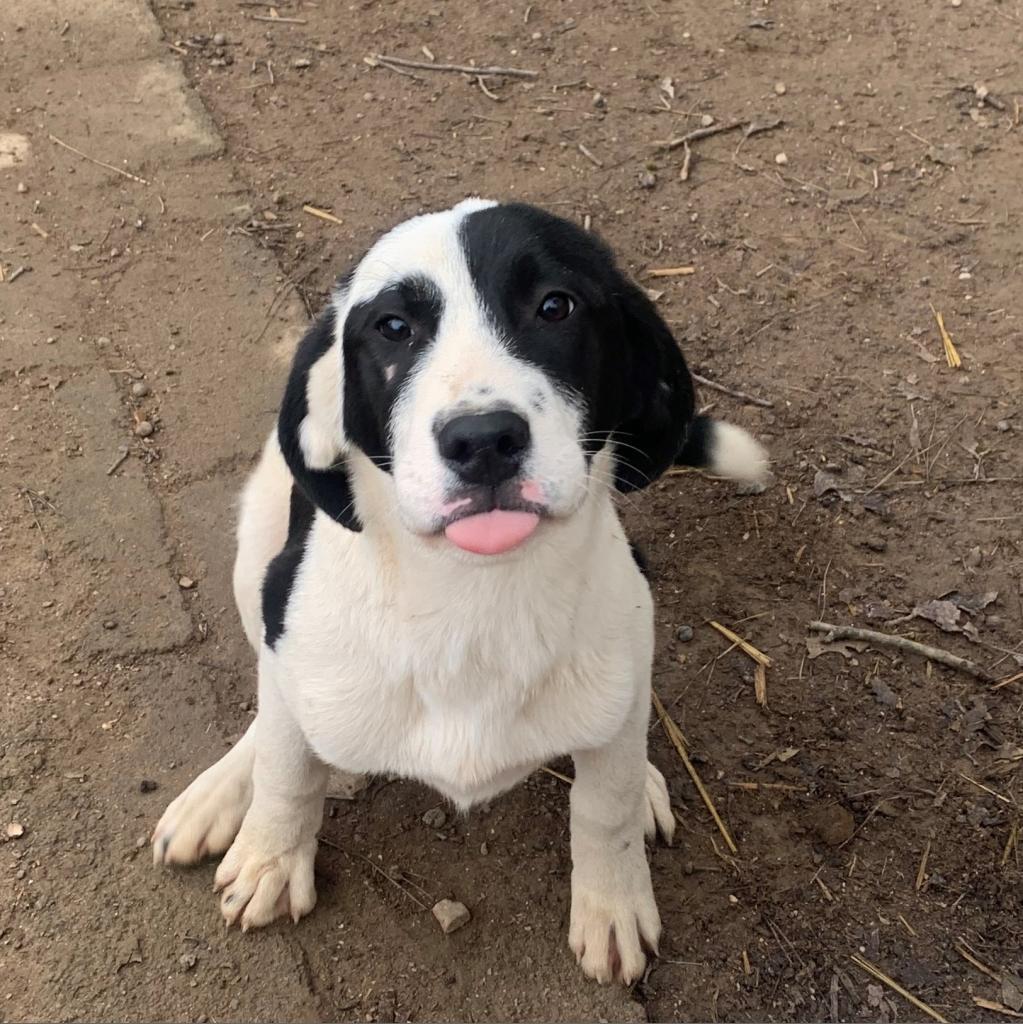 Enlarge Barney VI 23-014, a Adoptable mixed breed in Little Rock, AR image 5/5
