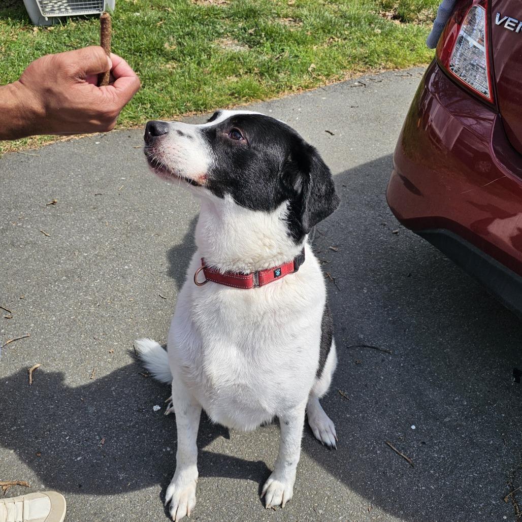 Enlarge Barney VI 23-014, a Adoptable mixed breed in Little Rock, AR image 6/6