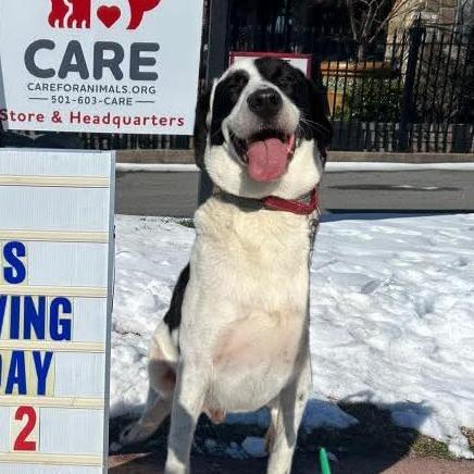 Enlarge Barney VI 23-014, a Adoptable mixed breed in Little Rock, AR image 5/5