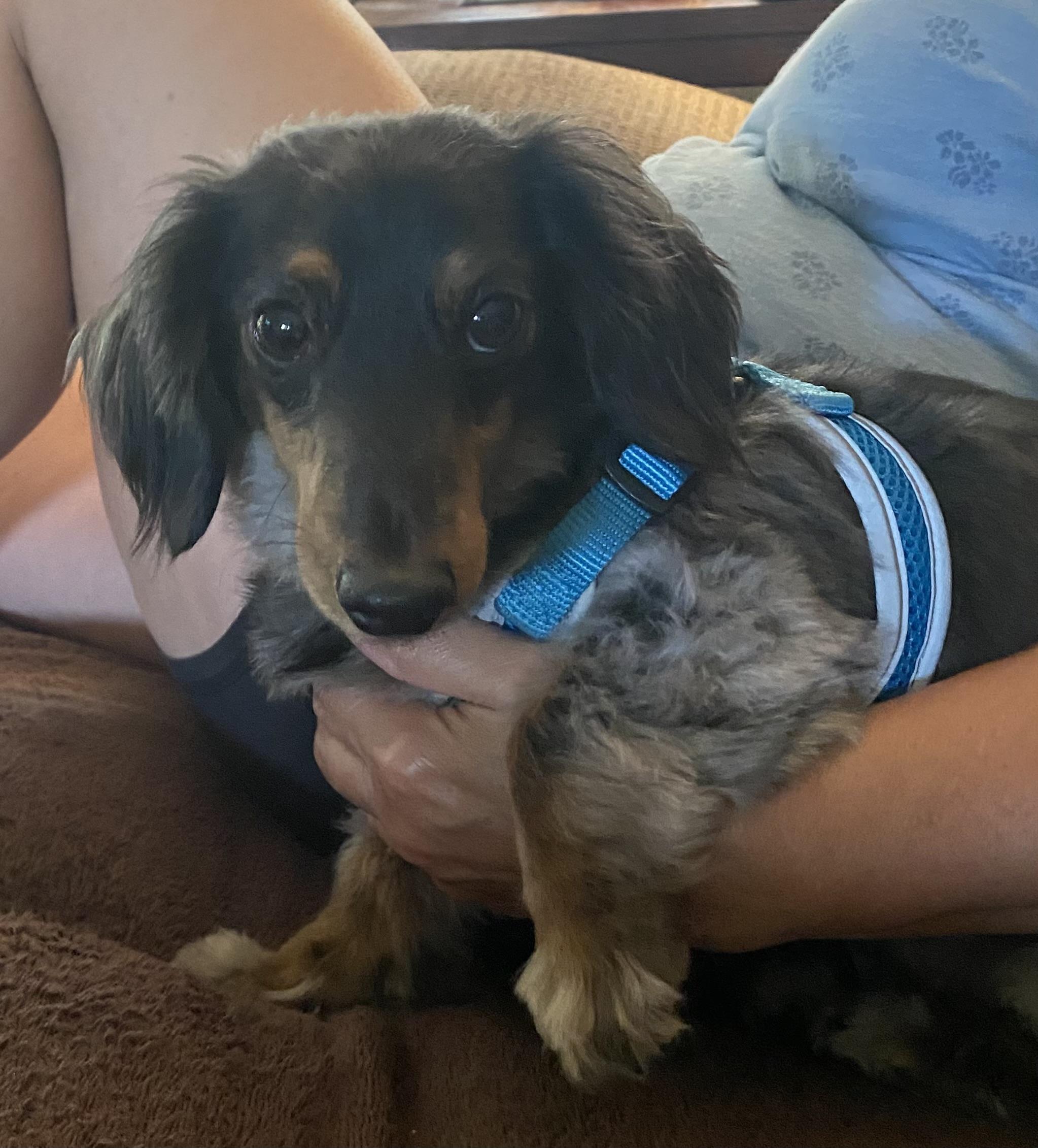 Cooper - COMING SOON, Young Male unknown