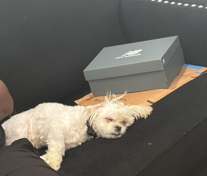 Enlarge Chewy, a ADOPTABLE mixed breed in New Orleans, LA image 4/5