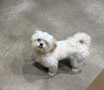 Enlarge Chewy, a ADOPTABLE mixed breed in New Orleans, LA image 2/5