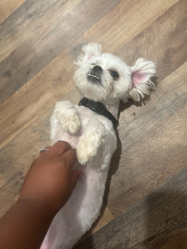 Enlarge Chewy, a ADOPTABLE mixed breed in New Orleans, LA image 5/5