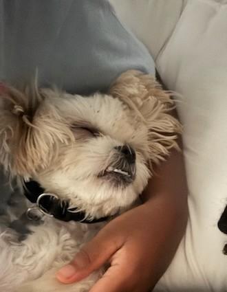 Enlarge Chewy, a ADOPTABLE mixed breed in New Orleans, LA image 3/5