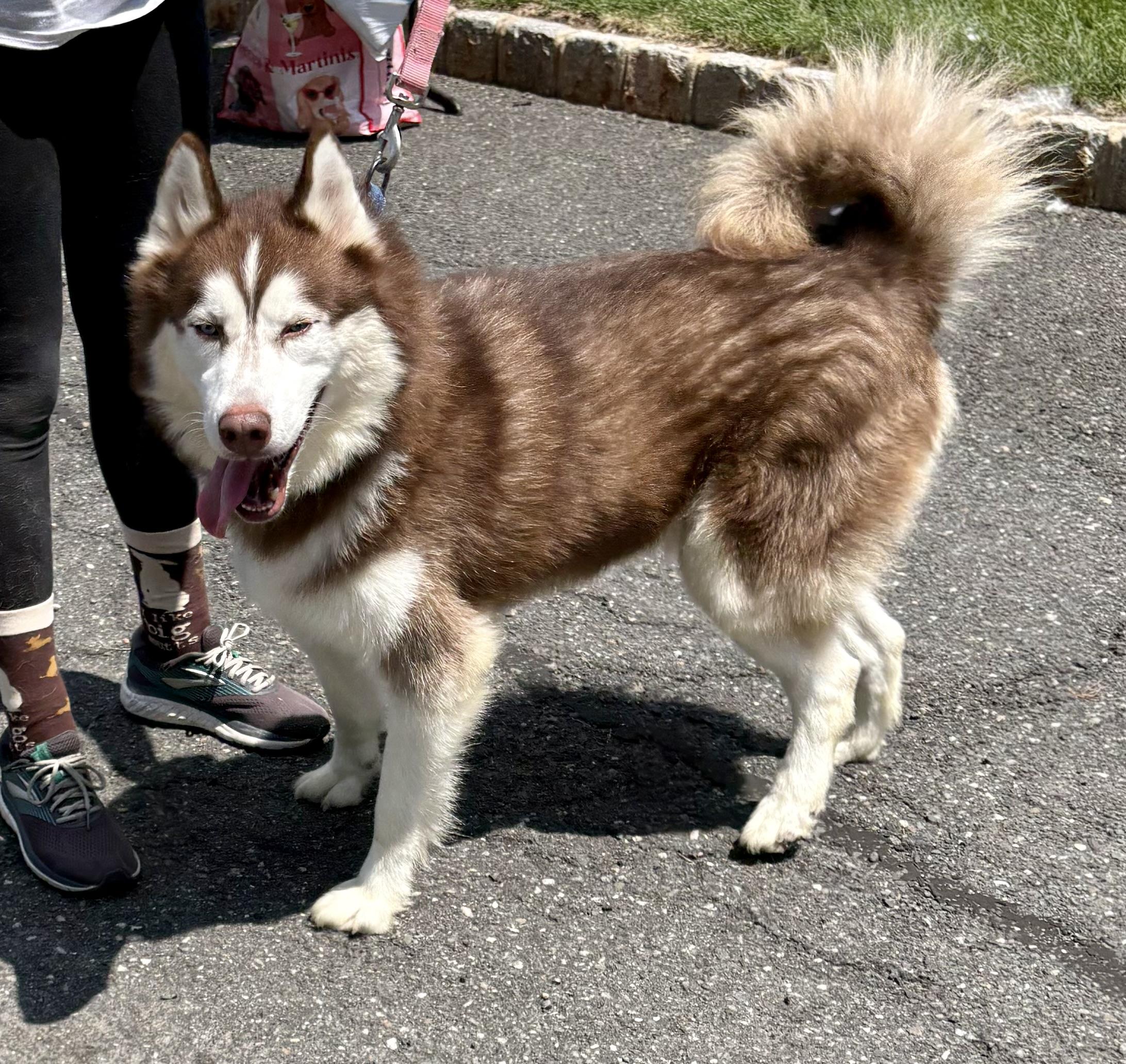 Shadow, ADOPTABLE, Adult Male Husky.