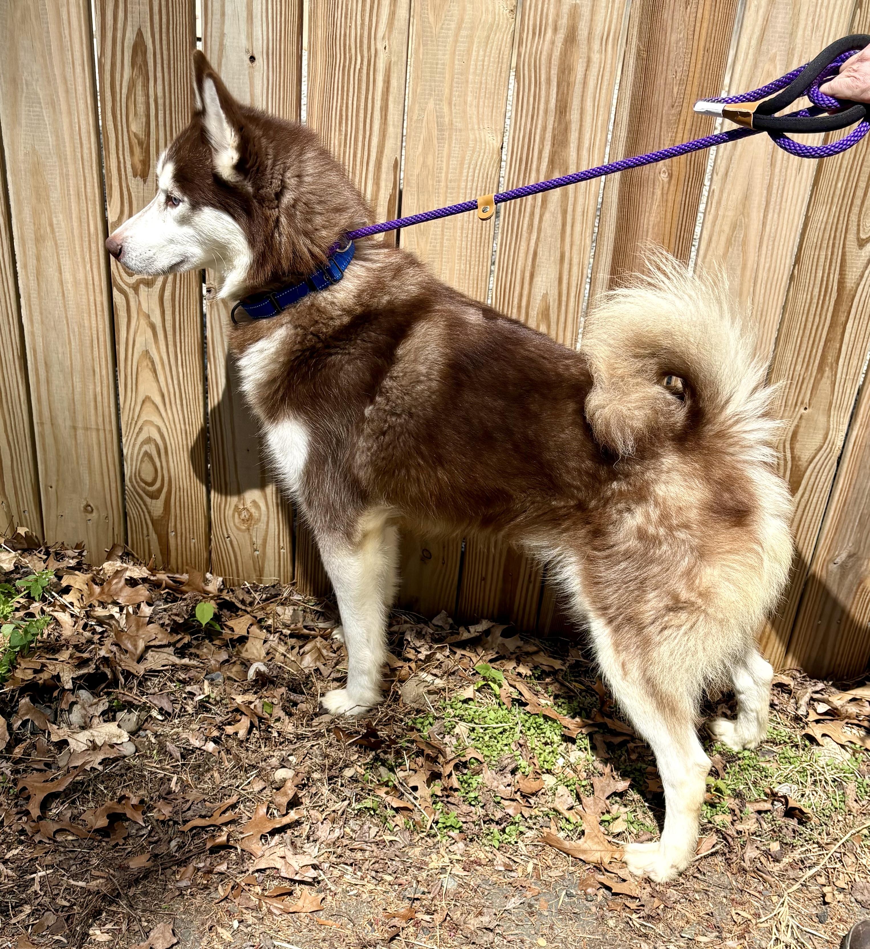 Enlarge Shadow, a ADOPTABLE Husky in Warren, NJ image 5/6