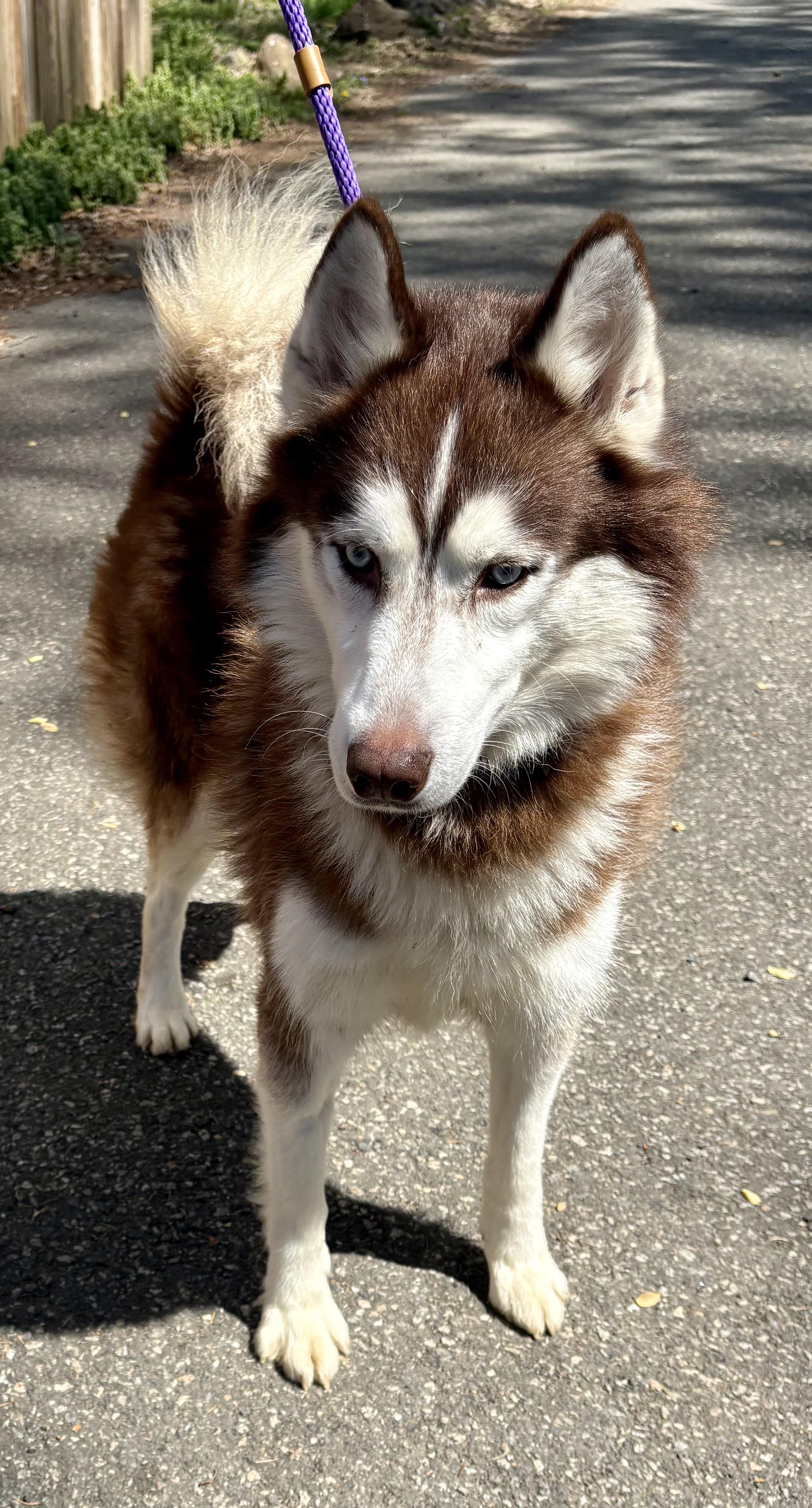 Shadow, ADOPTABLE, Adult Male Husky.