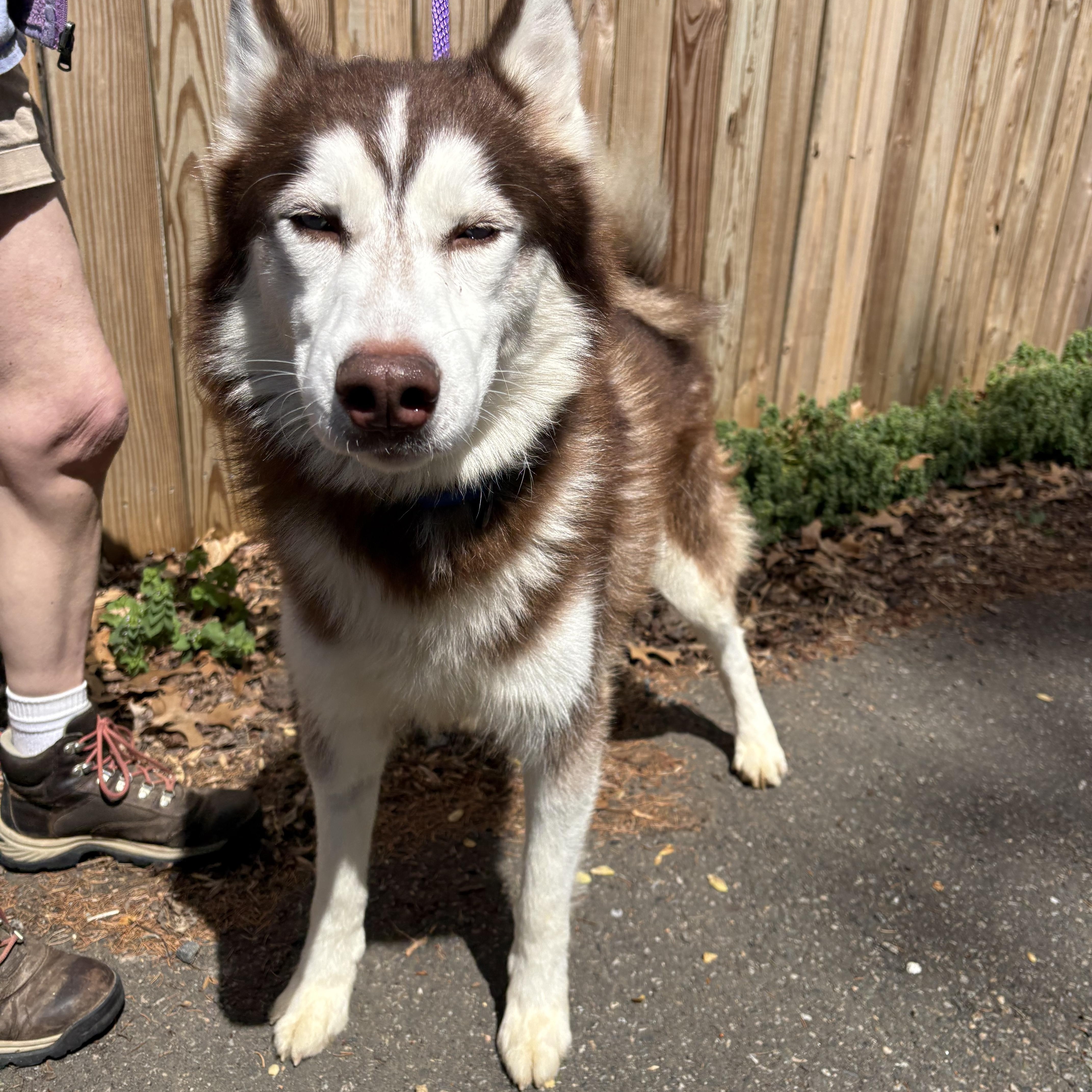 Enlarge Shadow, a ADOPTABLE Husky in Warren, NJ image 4/6