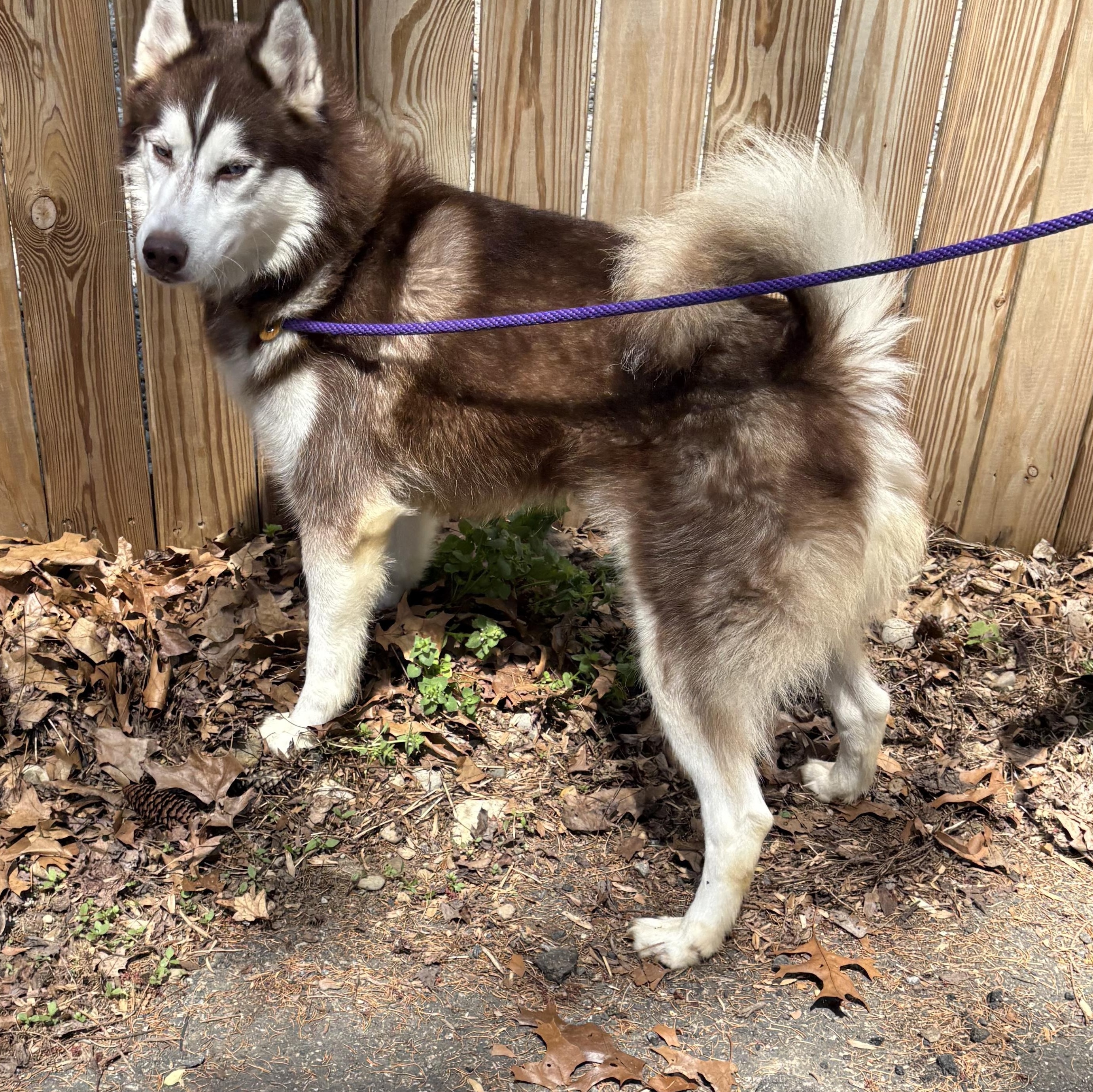 Shadow, ADOPTABLE, Adult Male Husky.