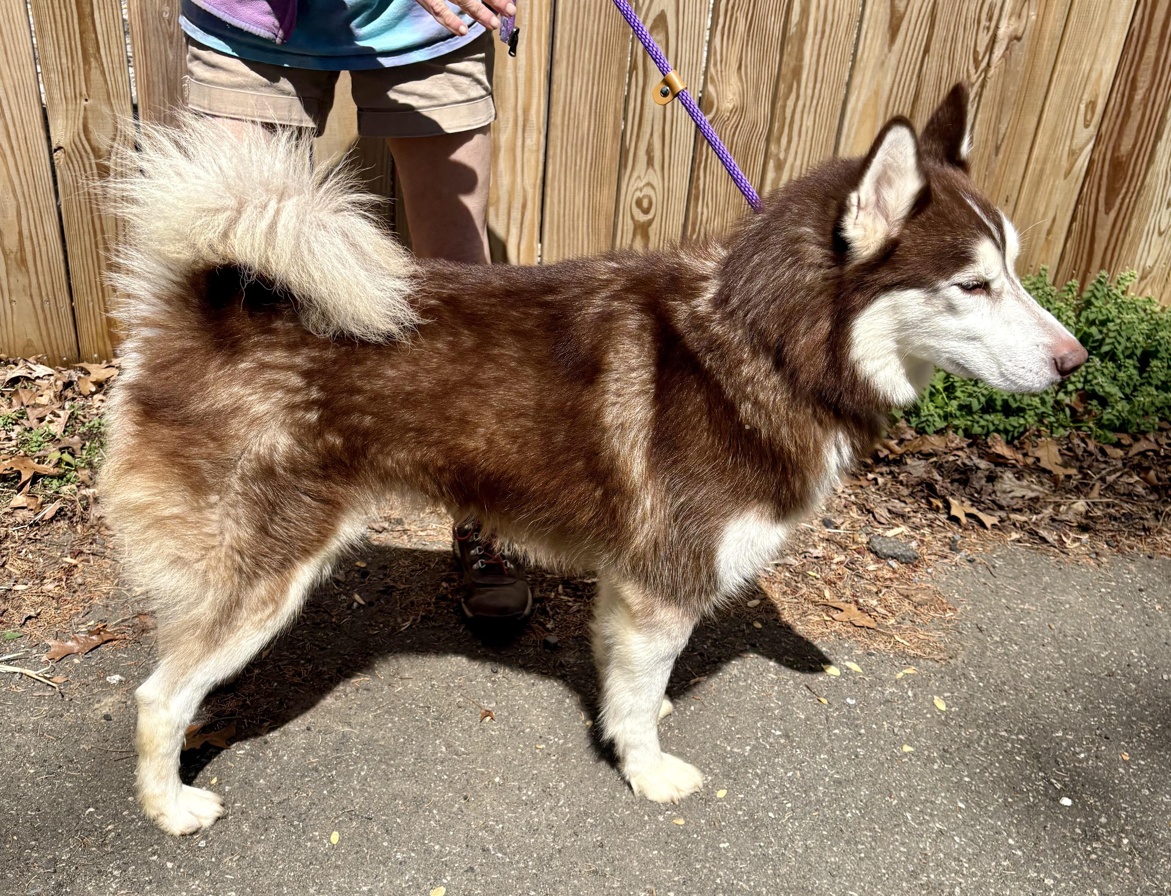 Enlarge Shadow, a ADOPTABLE Husky in Warren, NJ image 2/6