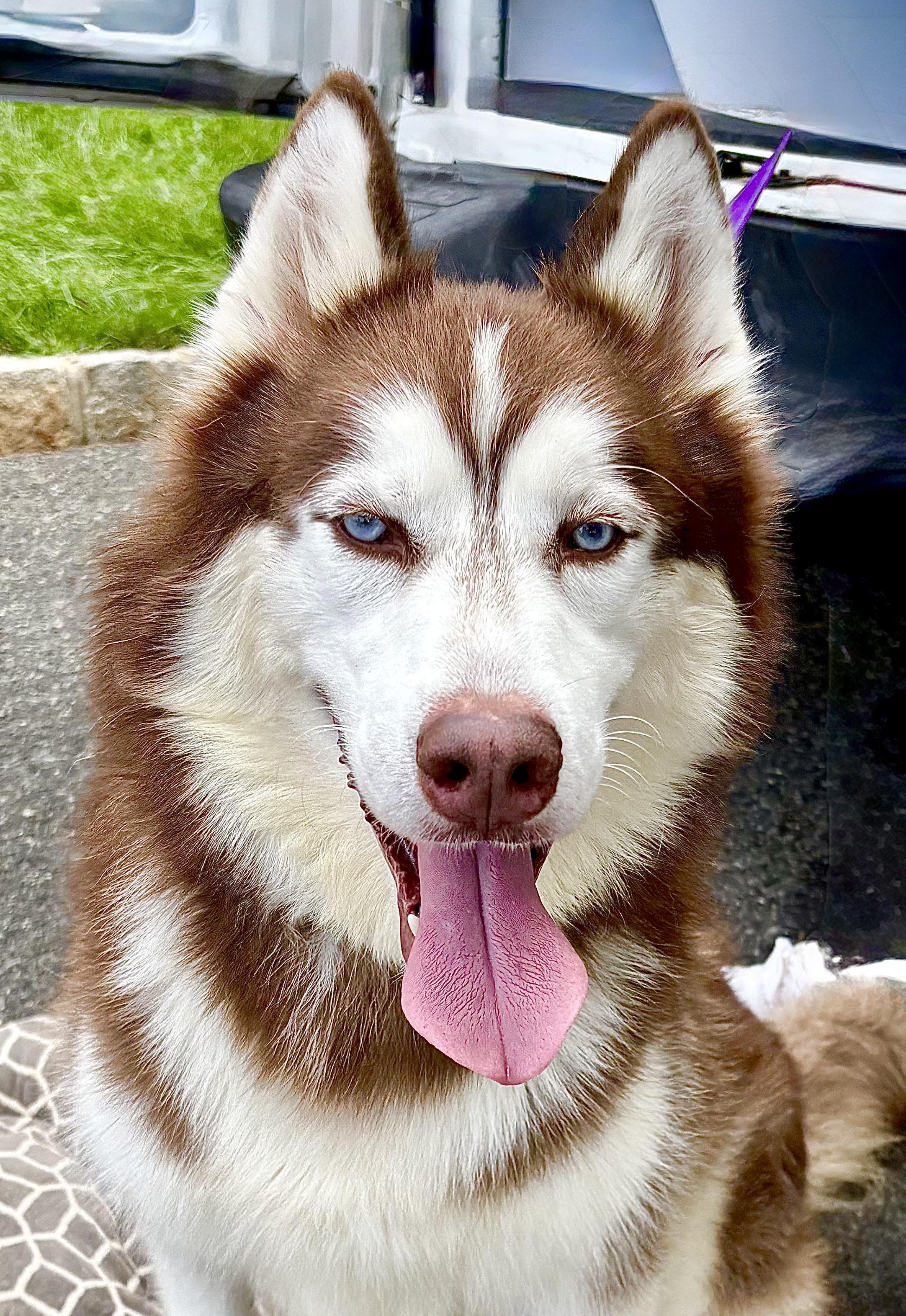 Shadow, Adoptable, Adult Male Husky.