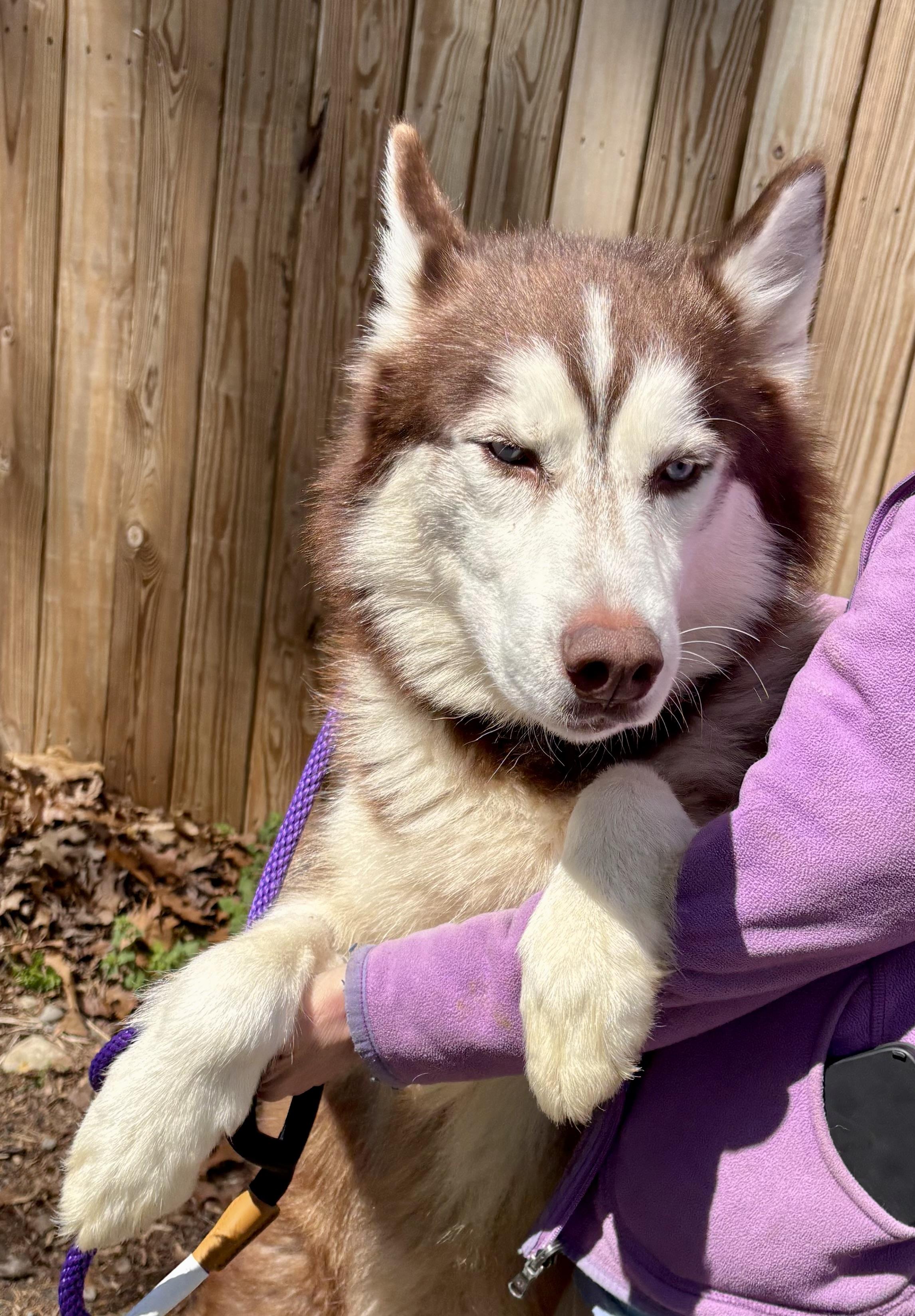Enlarge Shadow, a ADOPTABLE Husky in Warren, NJ image 6/6