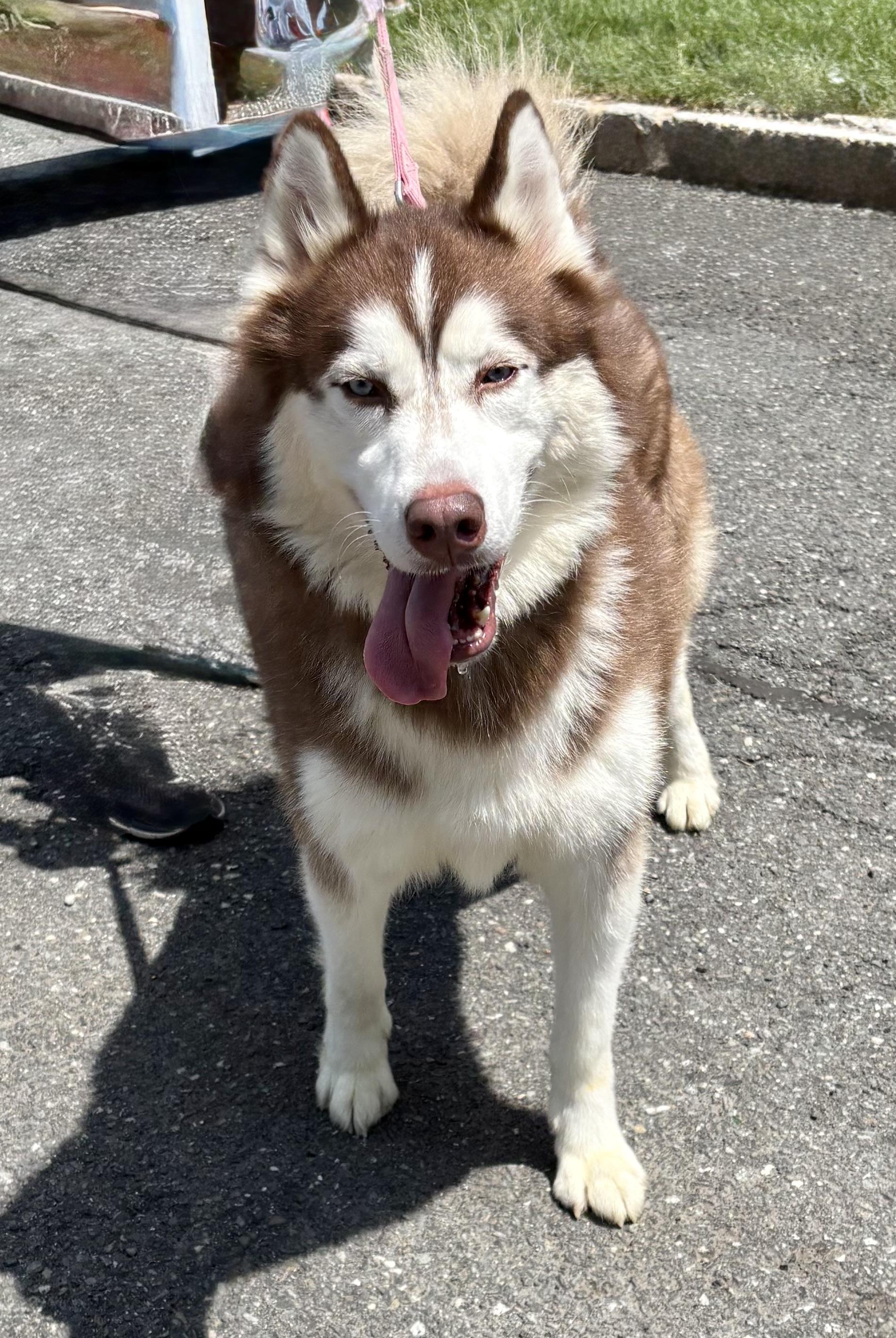 Enlarge Shadow, a Adoptable Husky in Warren, NJ image 3/6