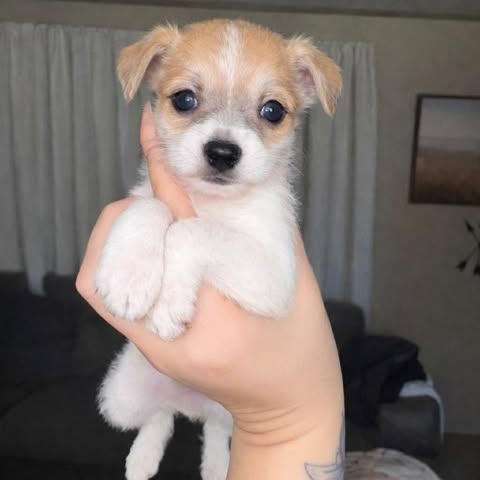 Hammie, adoptable, Puppy Female Chihuahua & Miniature Schnauzer.