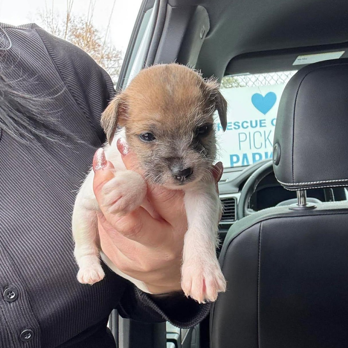 Enlarge Hammie, an adoptable mixed breed in Hartford, CT image 2/2