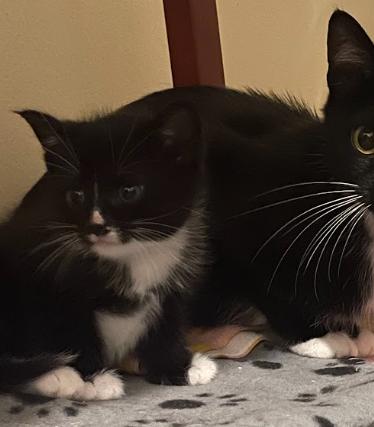 Jet, a ADOPTABLE Tuxedo in Indianapolis, IN image 4/5