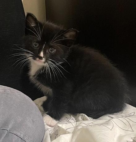Jet, a ADOPTABLE Tuxedo in Indianapolis, IN image 2/5