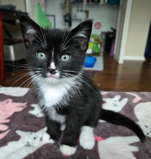 Jet, a ADOPTABLE Tuxedo in Indianapolis, IN image 1/5