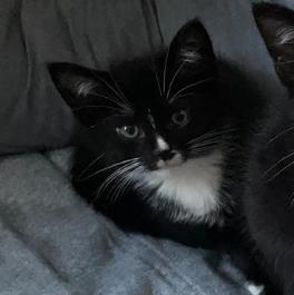 Jet, a ADOPTABLE Tuxedo in Indianapolis, IN image 5/5